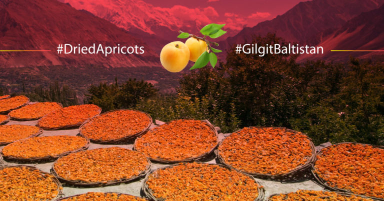 Dried Apricots of Gilgit Baltistan